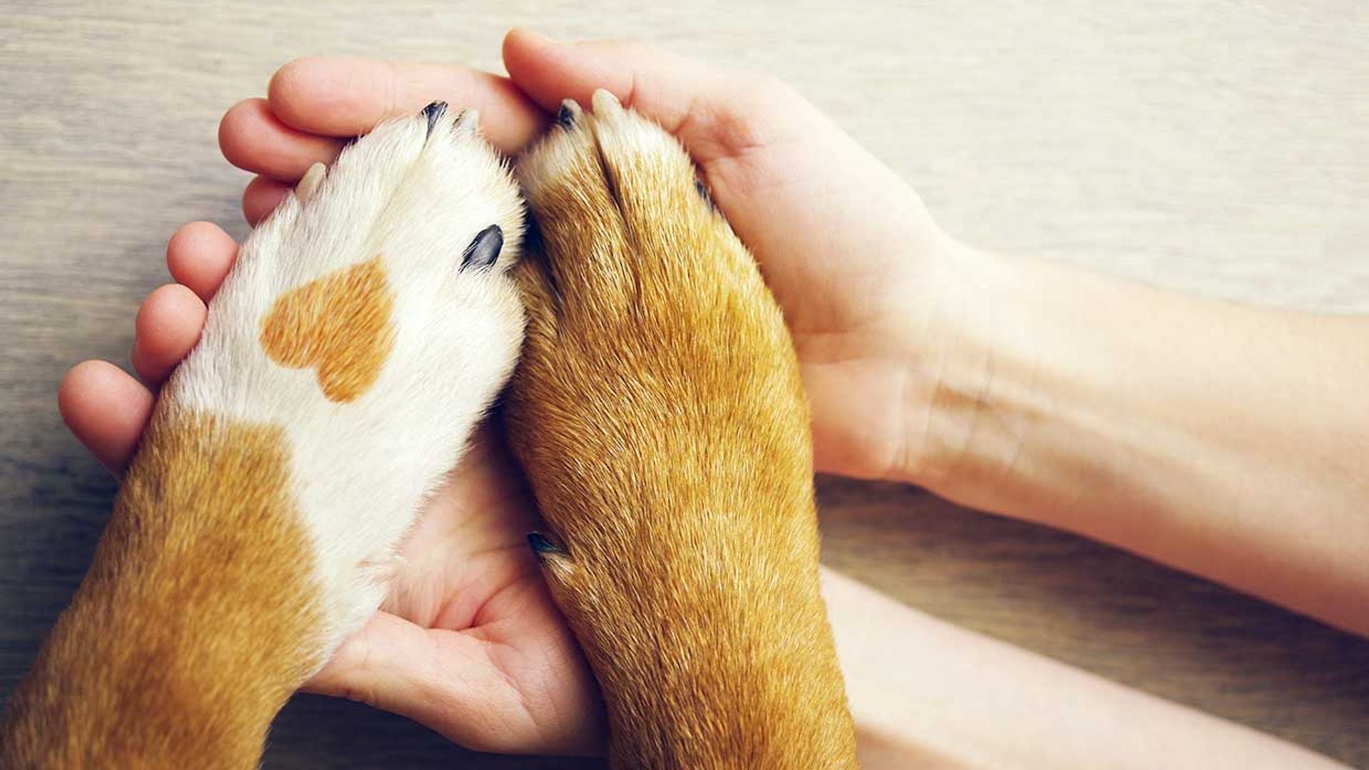 Cómo proteger diariamente las almohadillas y patas de tu perro