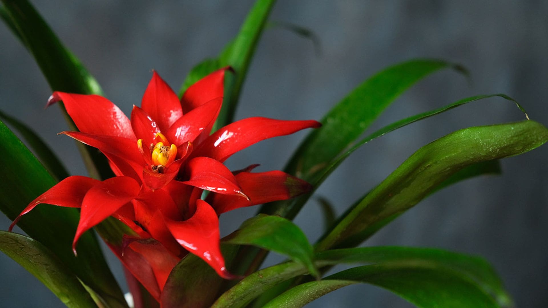 Bromelia, una planta tropical de fácil cultivo