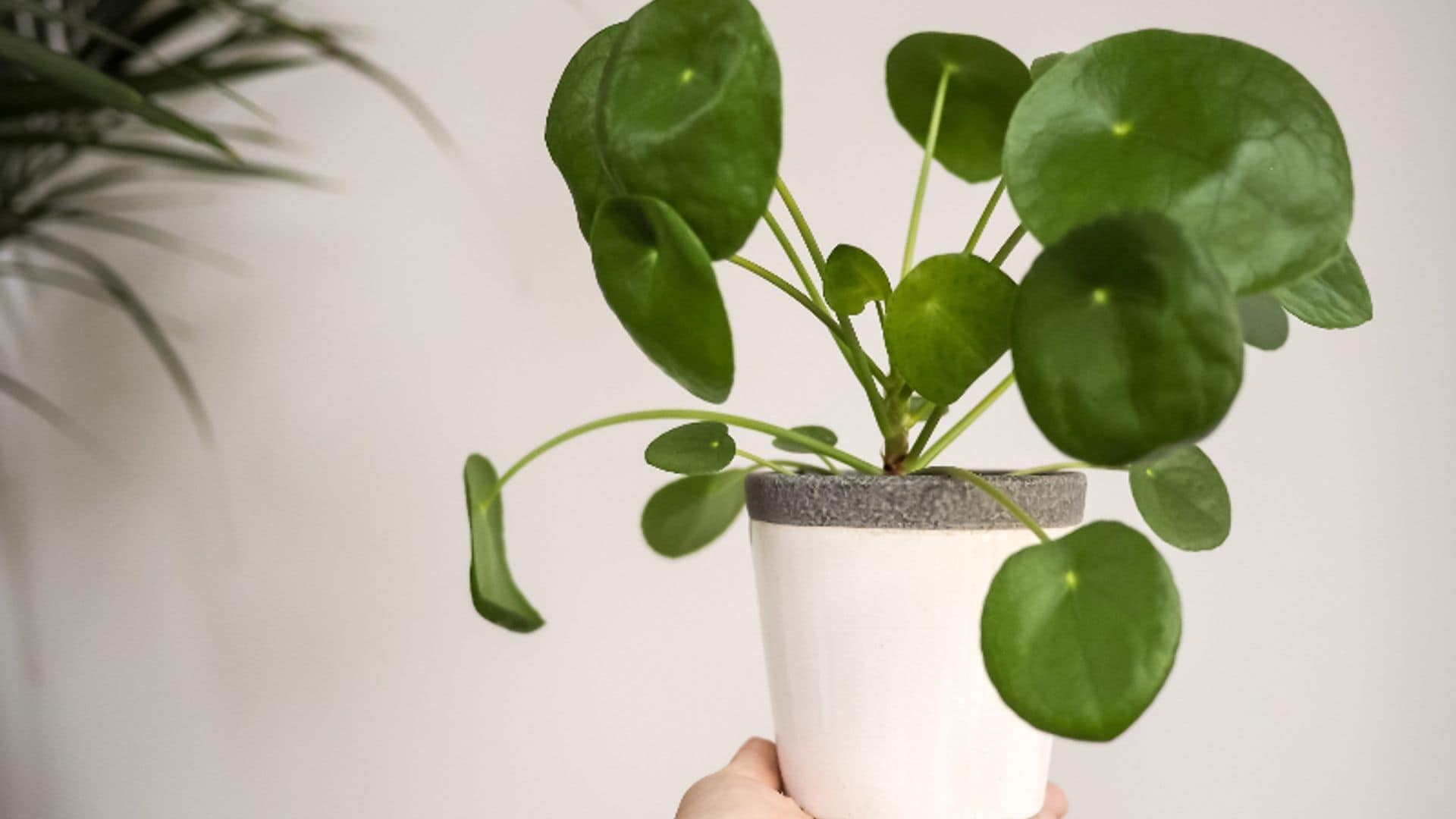 Cómo cuidar la planta china del dinero o Pilea peperomioides