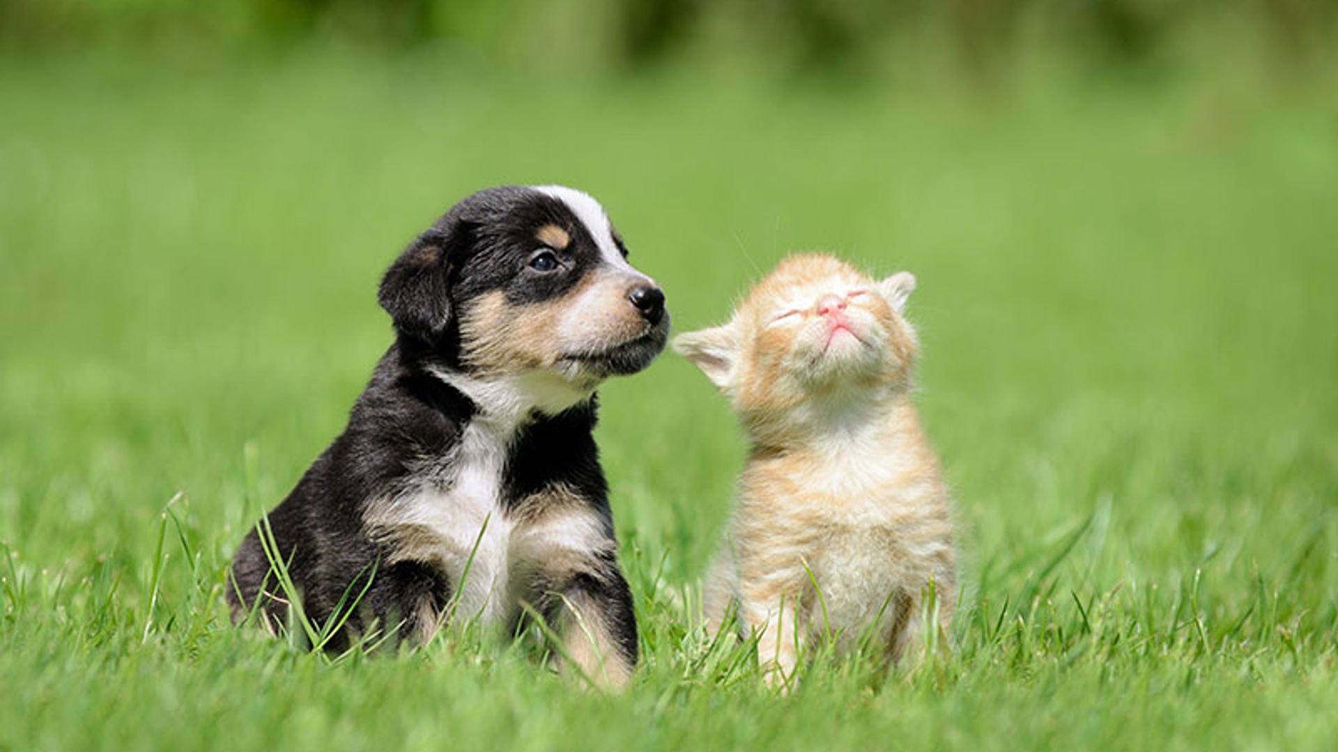 Todo lo que tienes que saber sobre la campaña de esterilización de mascotas para este 2019