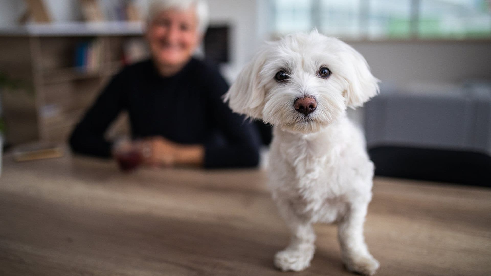 personalidad perro edad envejecimiento