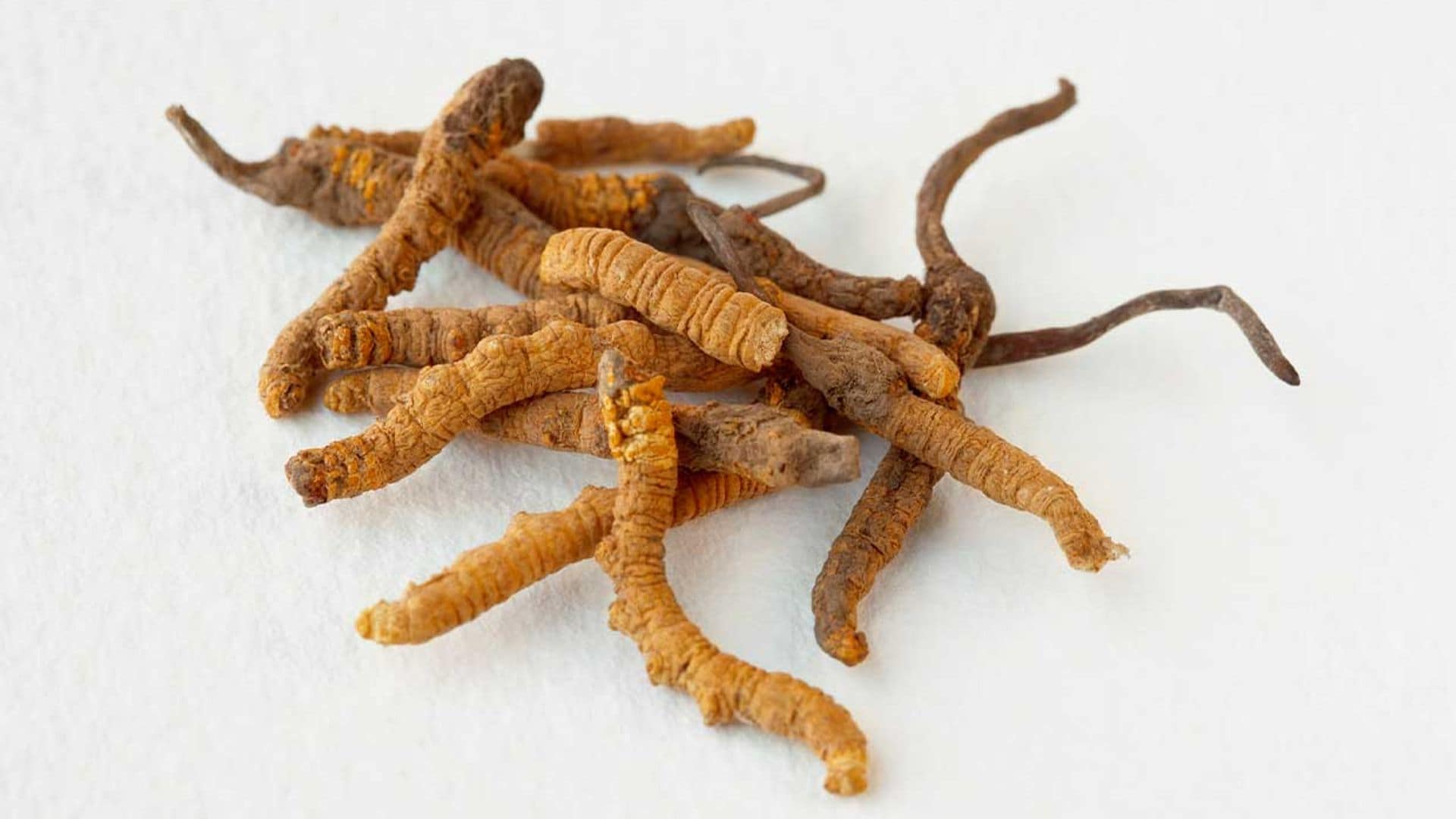 CORDYCEPS, ¿QUÉ ES?