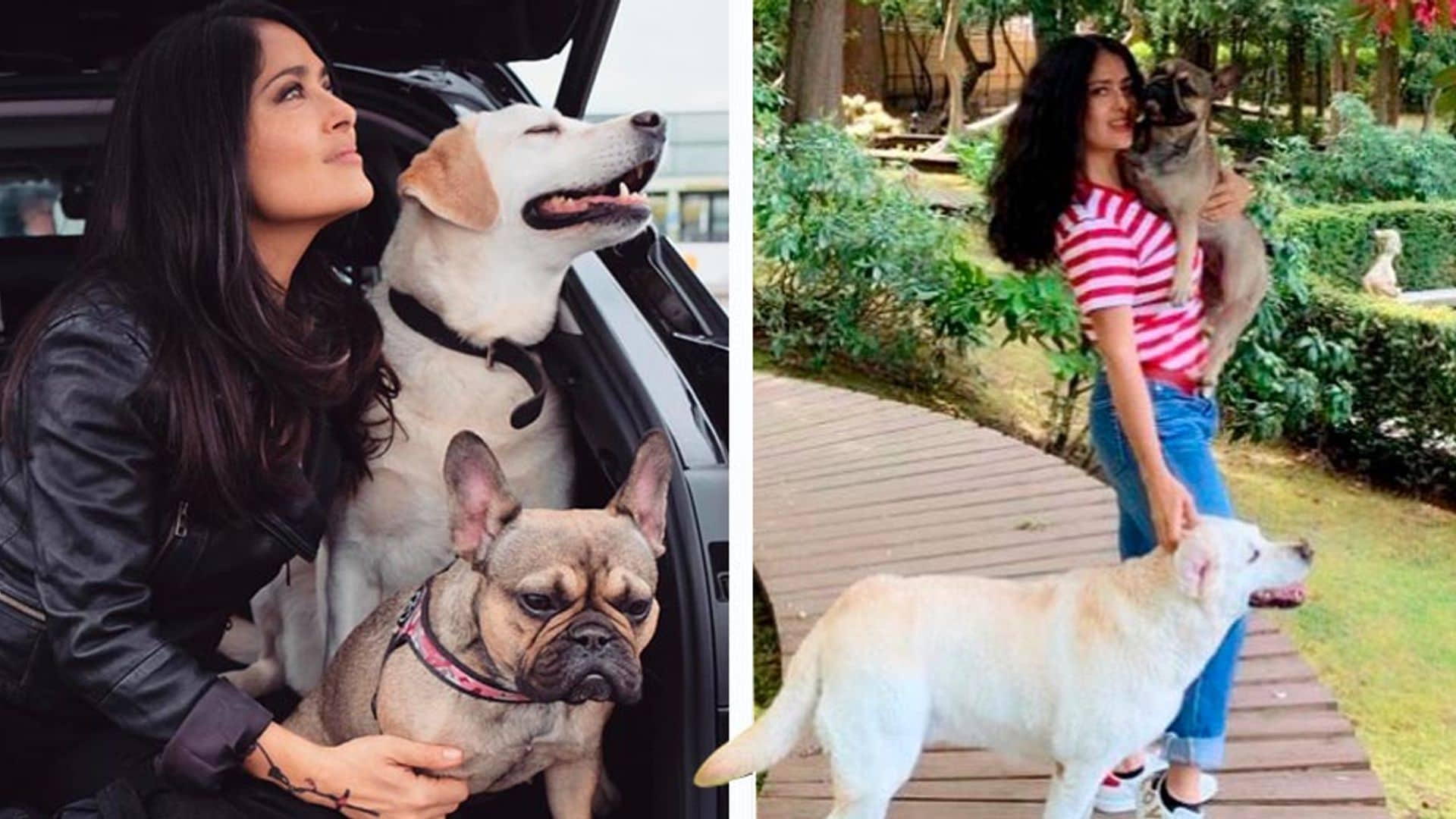 ¡Qué divertida! Así de amorosa es Salma Hayek con sus perros y todo tipo de animales