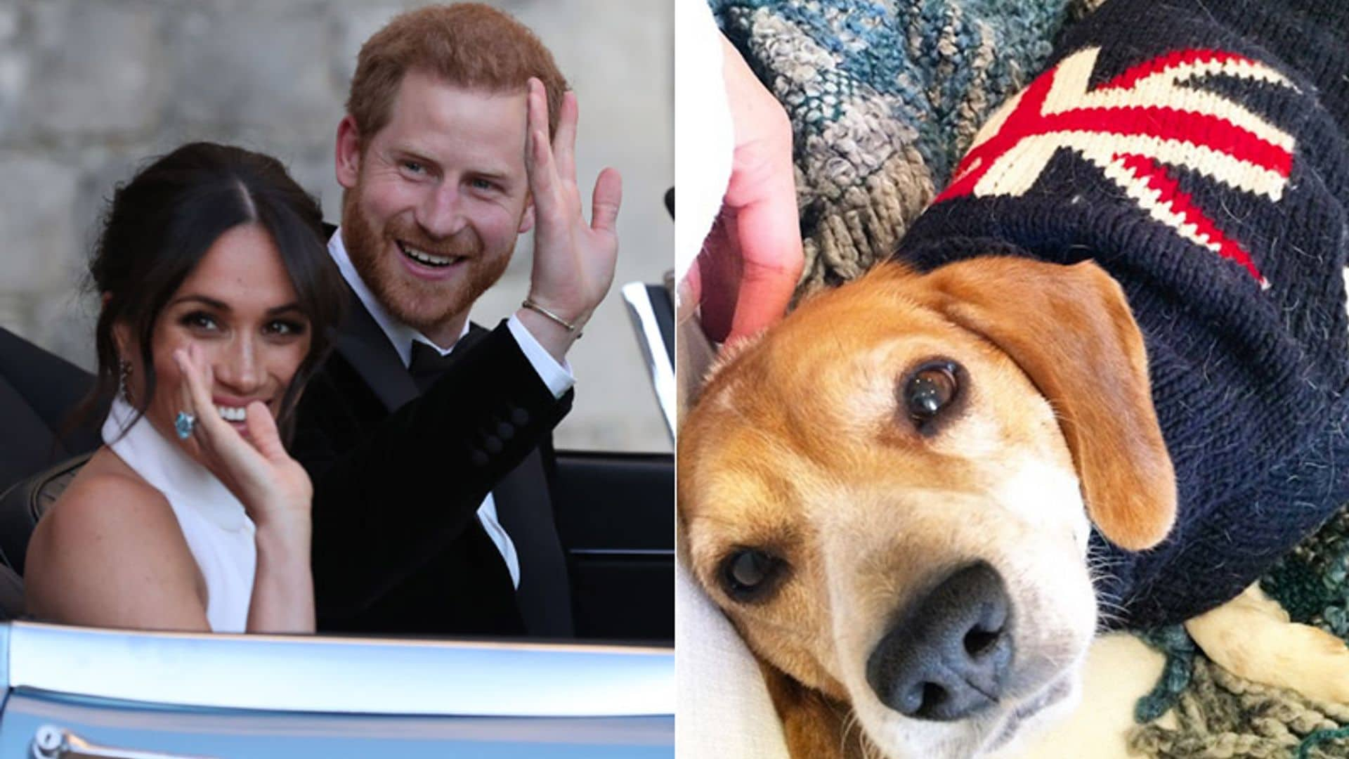 ¡Otro golpe de suerte para Guy 'de Sussex'! El perro de Meghan protagoniza su propia historia