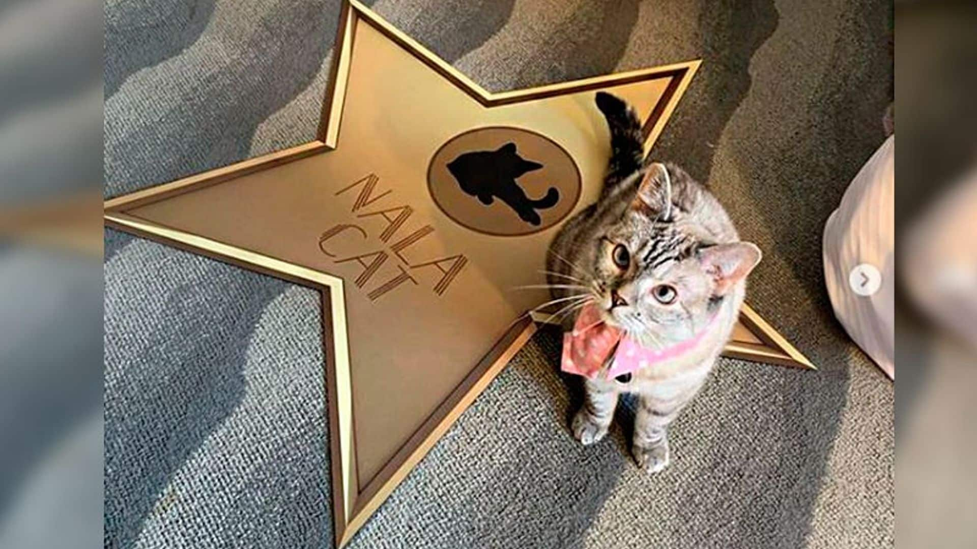 Nala, la gatita que se ha hecho millonaria gracias a su popularidad en redes