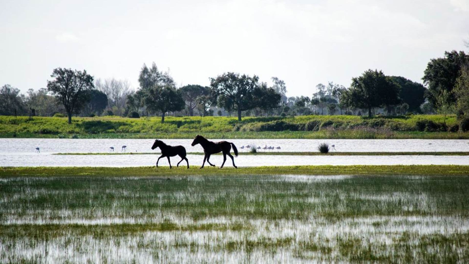 Rutas personalizadas para descubrir Doñana en invierno