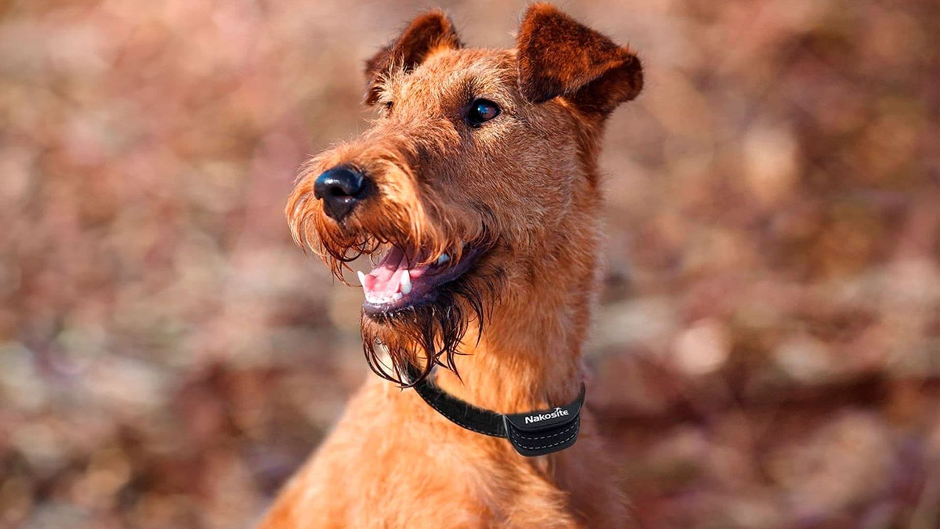 Estos son los mejores collares antiladridos para adiestrar a tu perro de forma segura y efectiva