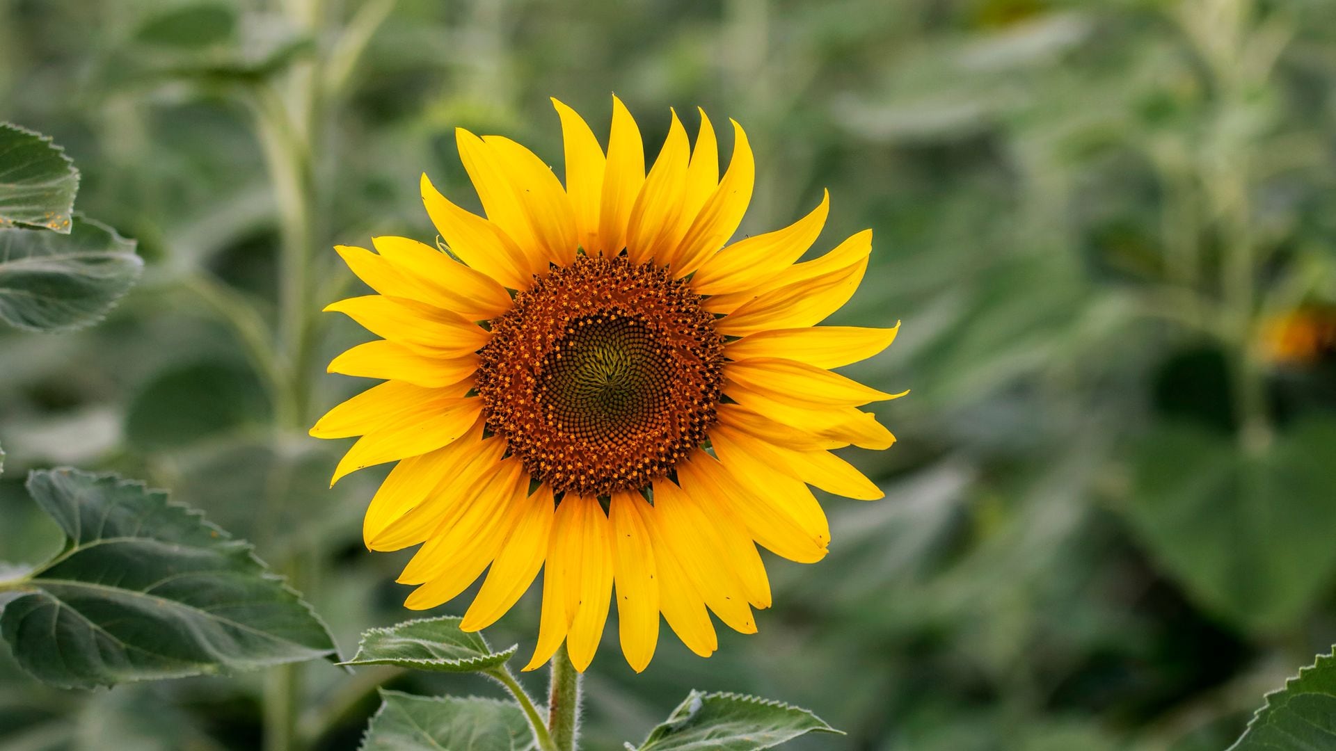 Inunda tu casa de color y vitalidad con girasoles