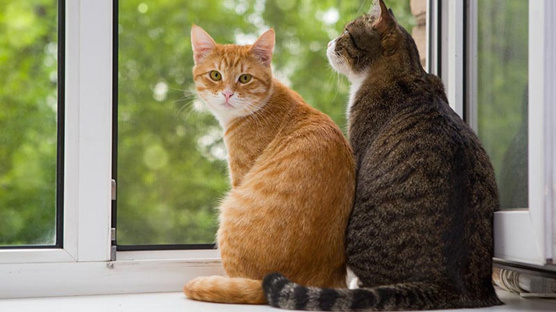 Evita las peleas felinas cuando un nuevo gato llega a casa