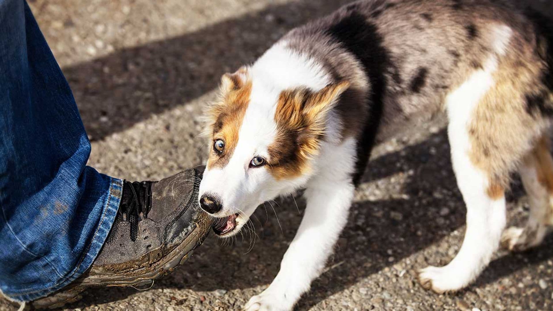 Consejos para que tu cachorro deje de morderte