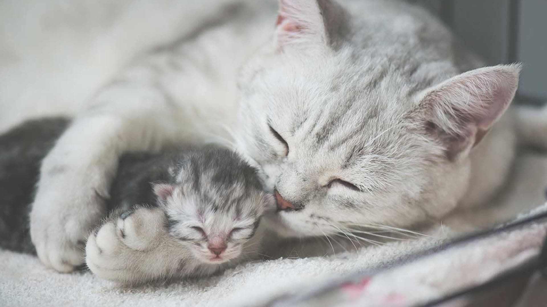 Gato europeo vs. gato americano, ¿cuál ganaría?