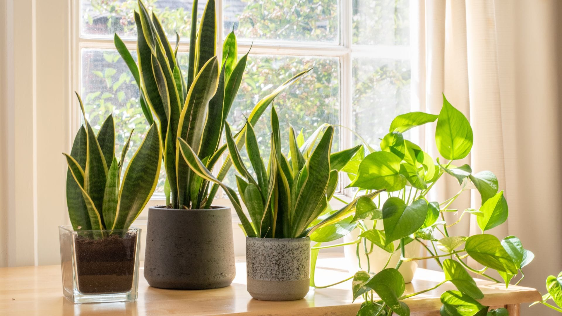 10 plantas de interior ideales para invierno: resistentes, decorativas y fáciles de cuidar