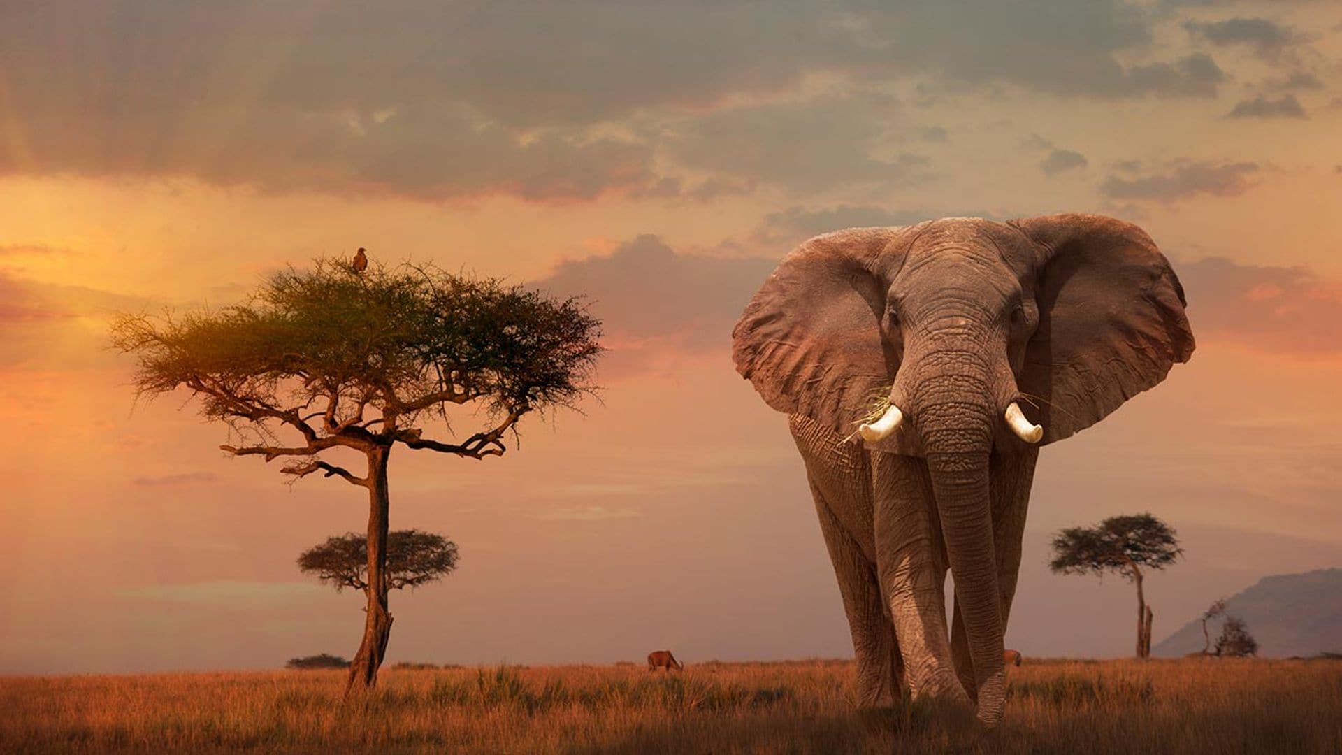 Masai Mara, una ventana a la naturaleza más salvaje