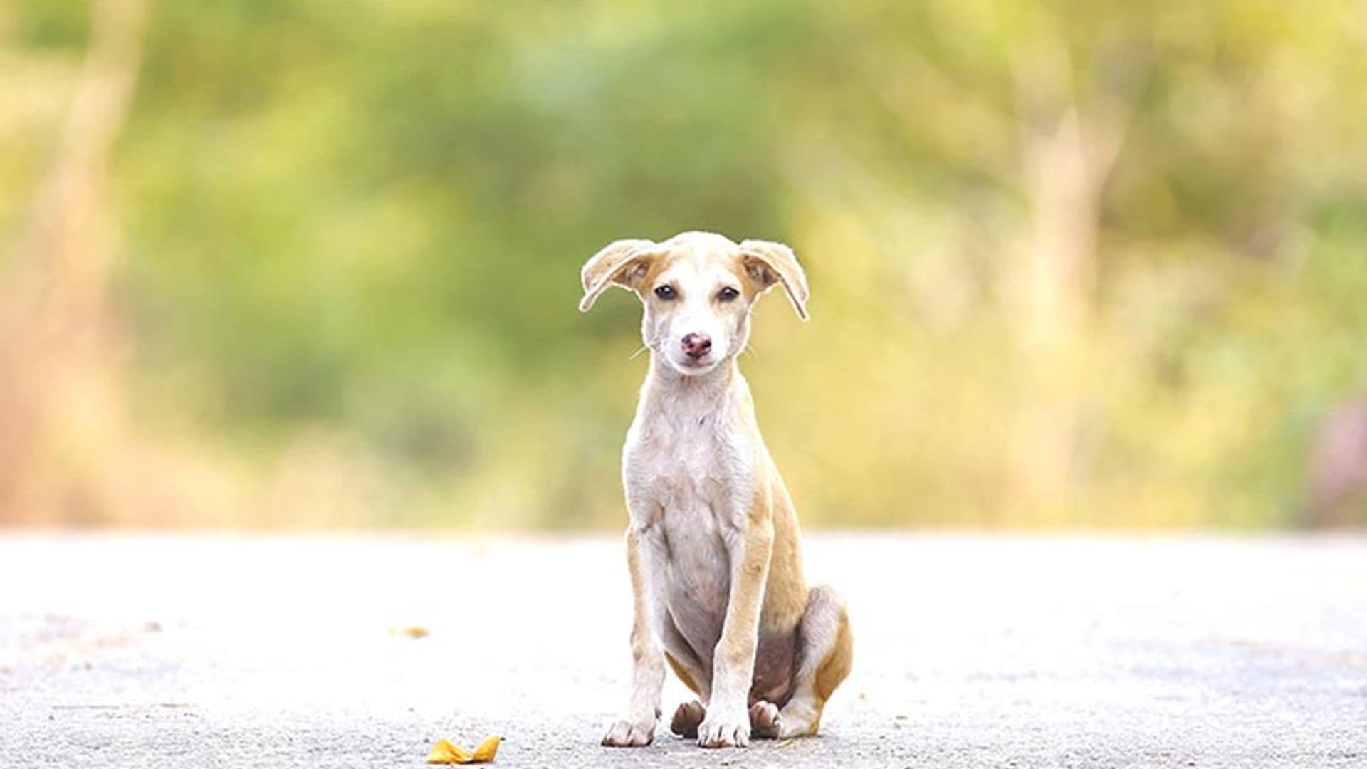 ¿Qué hacer si me encuentro con un animal abandonado?