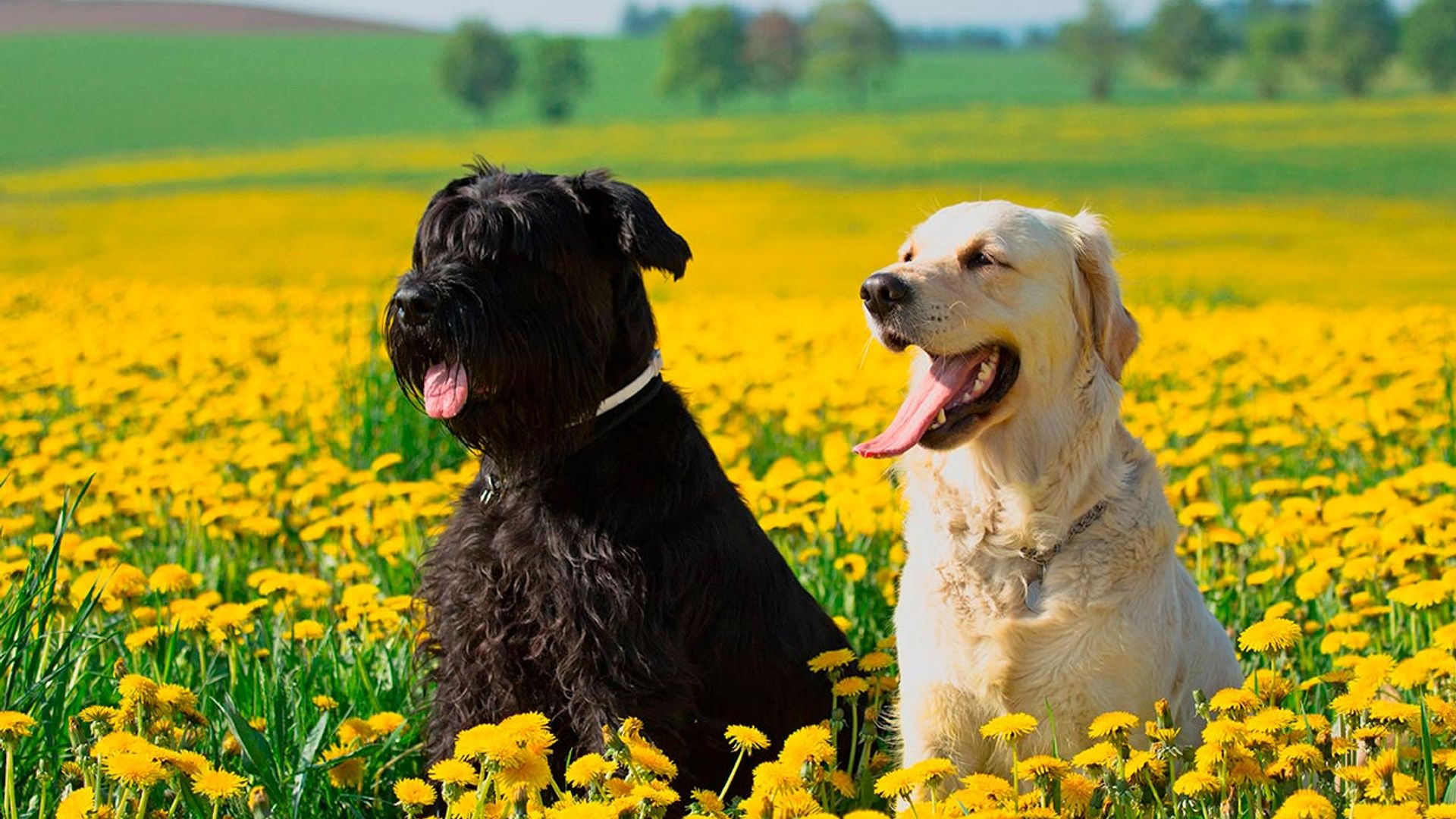 ¿Cómo afecta la primavera a tus mascotas?