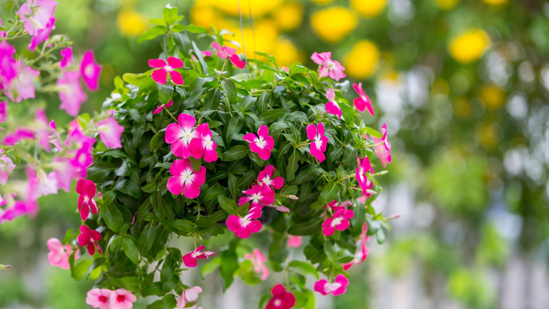 Así es la vinca o 'hierba doncella', la planta con flores tapizantes perfecta para cualquier jardín