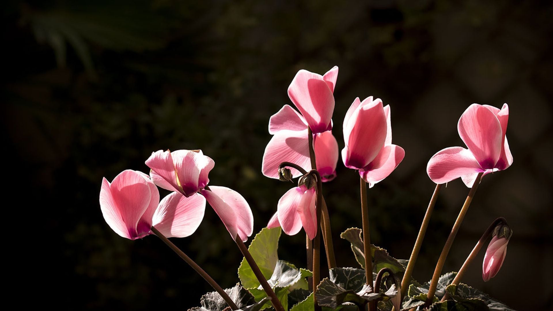 Las mejores plantas de interior con flor para los meses de frío