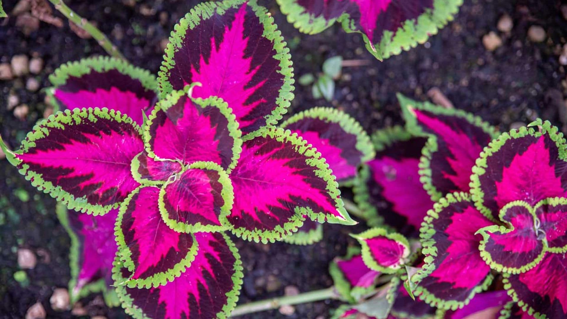 El cóleo, una planta tropical que llenará tu casa de color