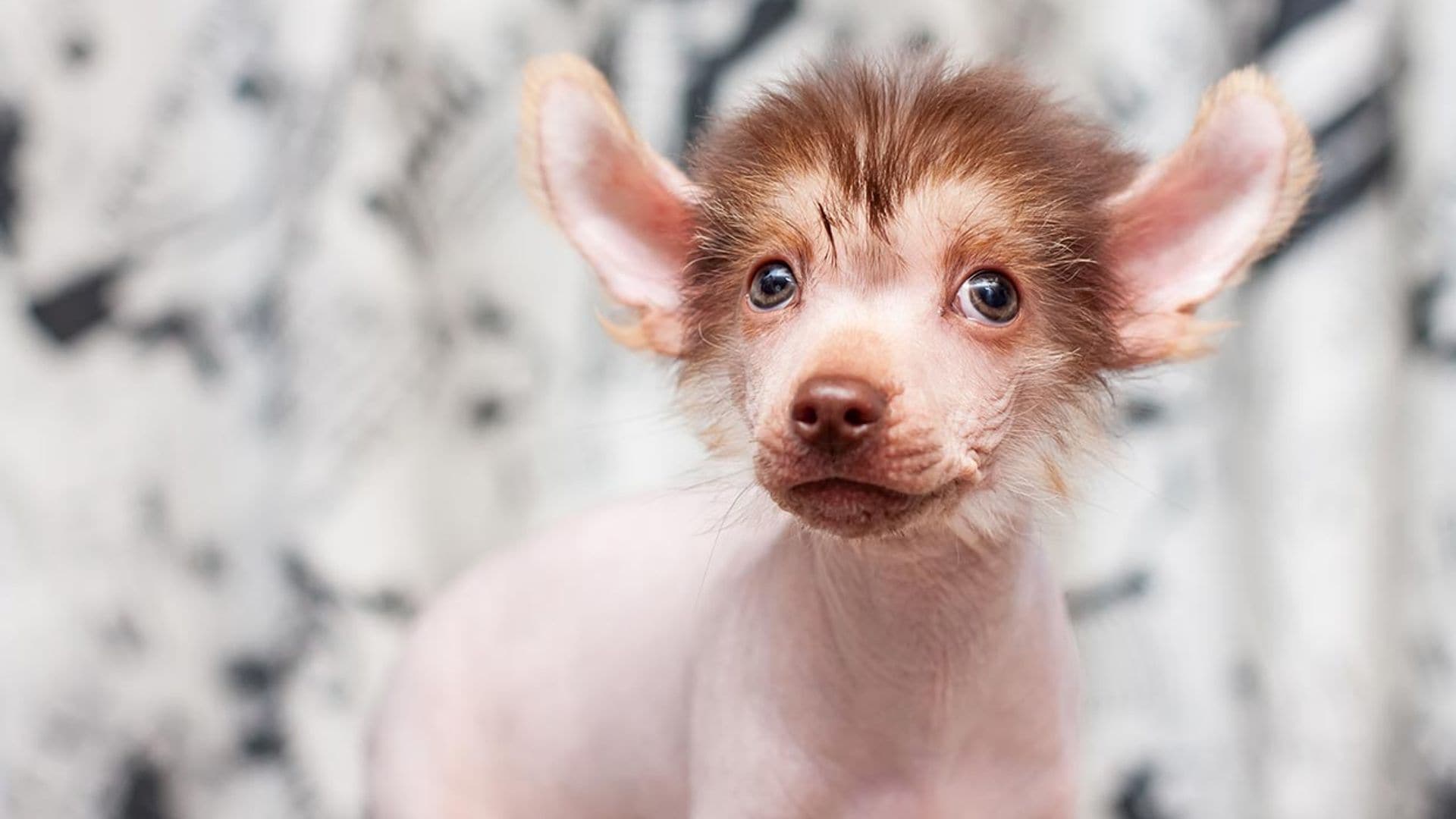 Las razas de perro más raras o menos conocidas