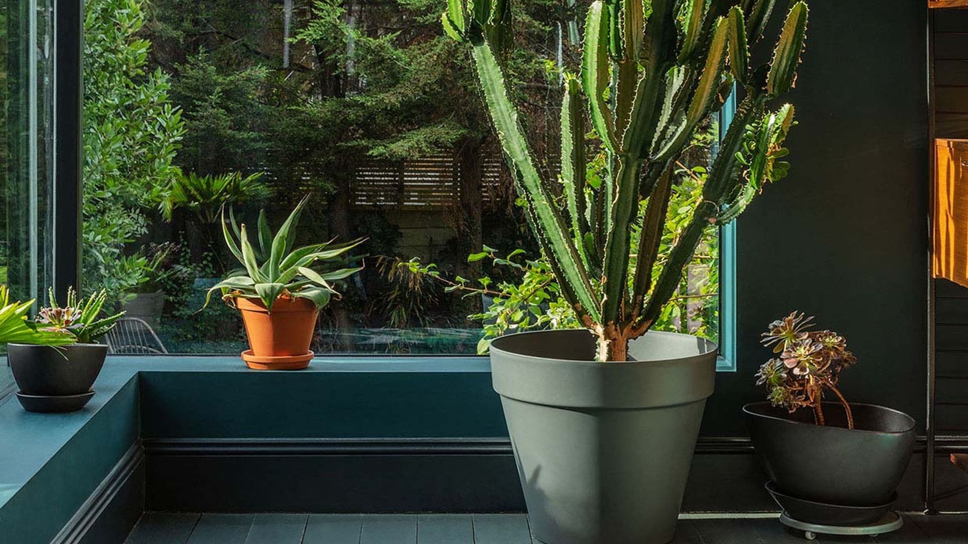 10 plantas de interior muy exóticas para decorar tu casa