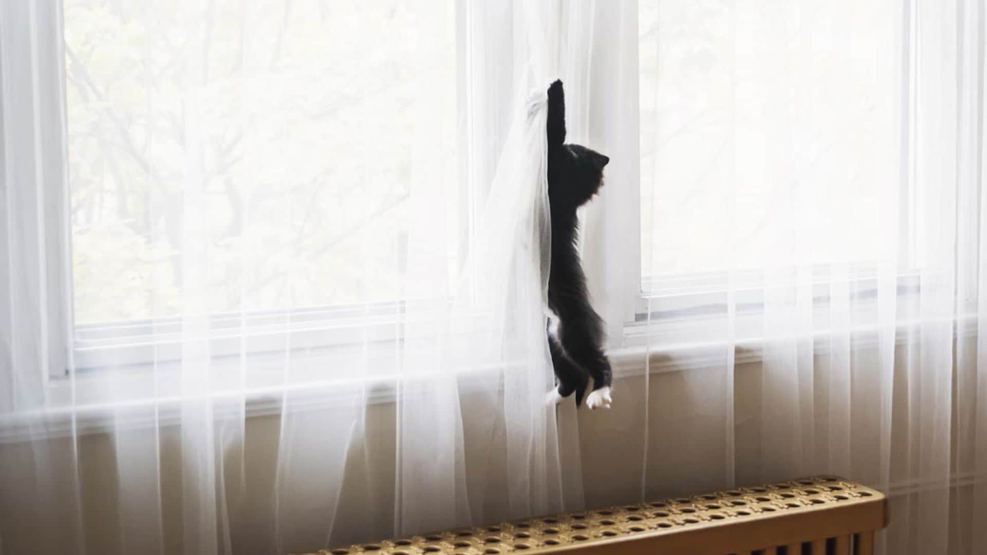 ¿Por qué a mi gato le gusta trepar por las cortinas?