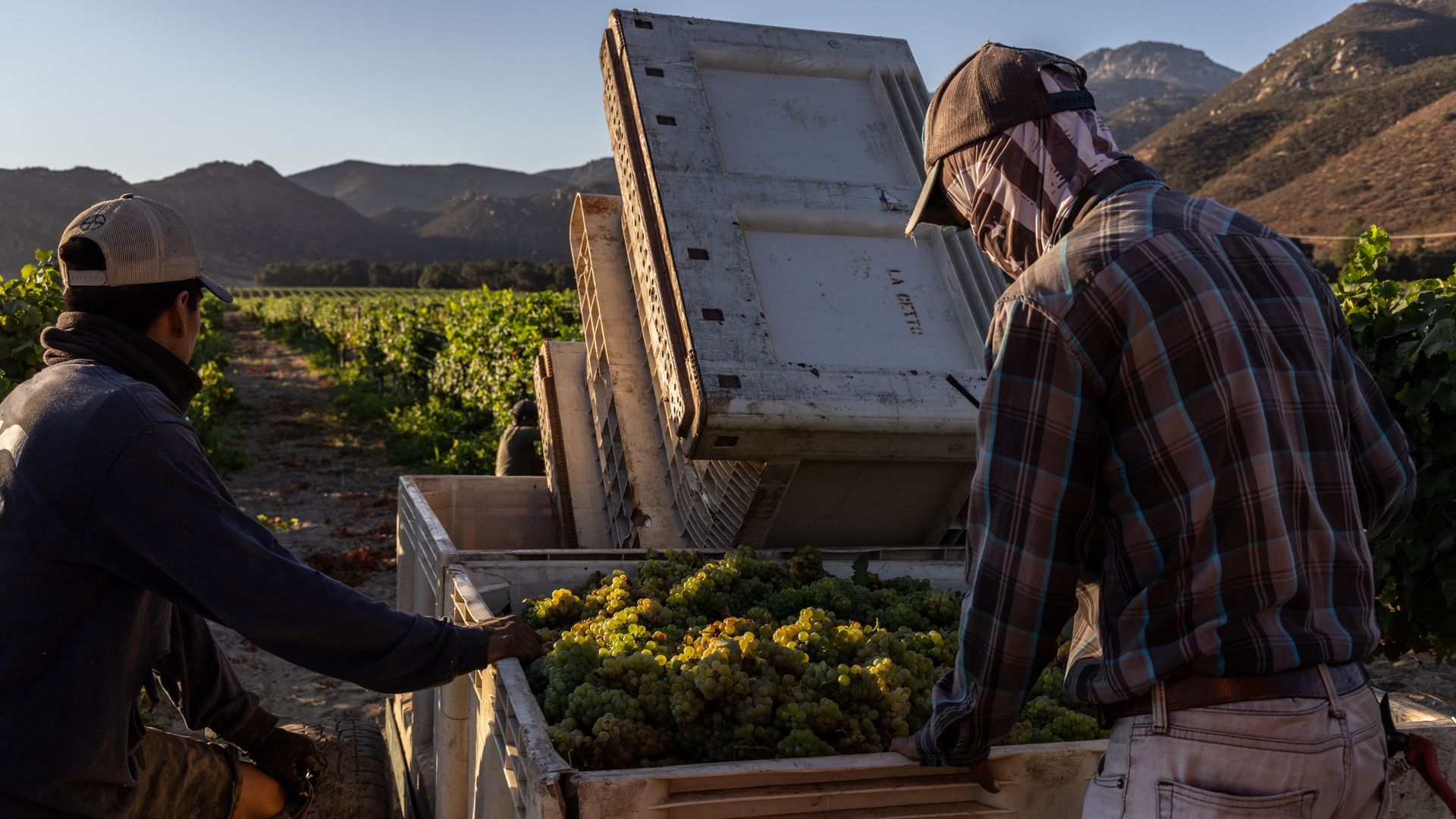 Bodegas Cetto fusiona la tradición italiana y mexicana para crear un vino con sabor multicultural.