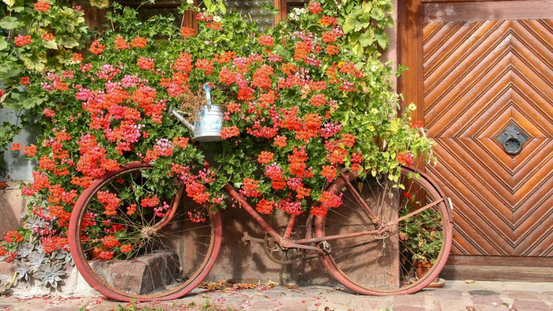 Flores bonitas que aguantan el calor del verano