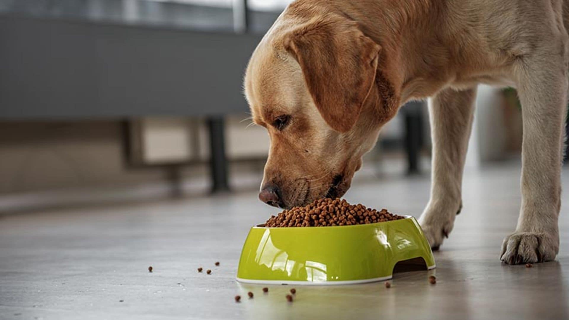 Por qué tu perro debería tener una dieta variada (y su relación con el cáncer)