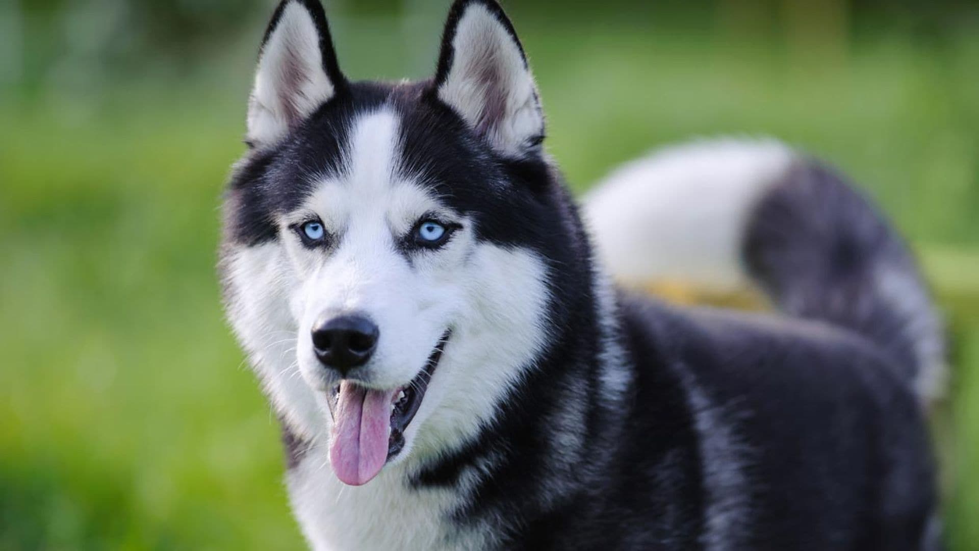 ¿Por qué hay razas de perro que tienen los ojos azules?