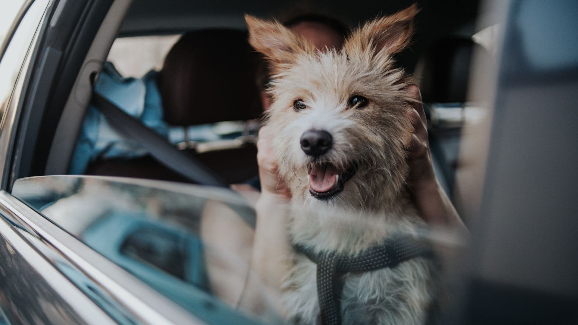 Los mejores accesorios para viajar con tu perro en coche