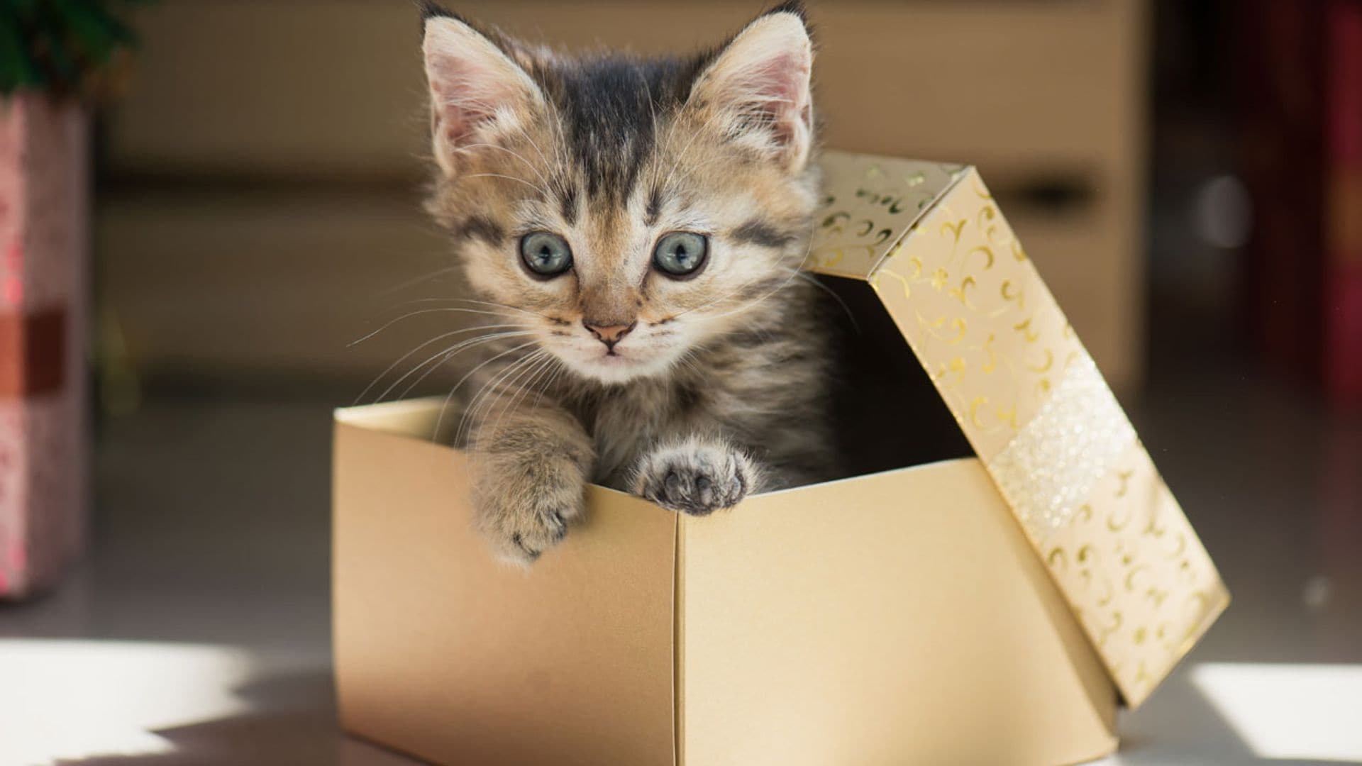 Por qué una caja puede ser el mejor regalo para un gato