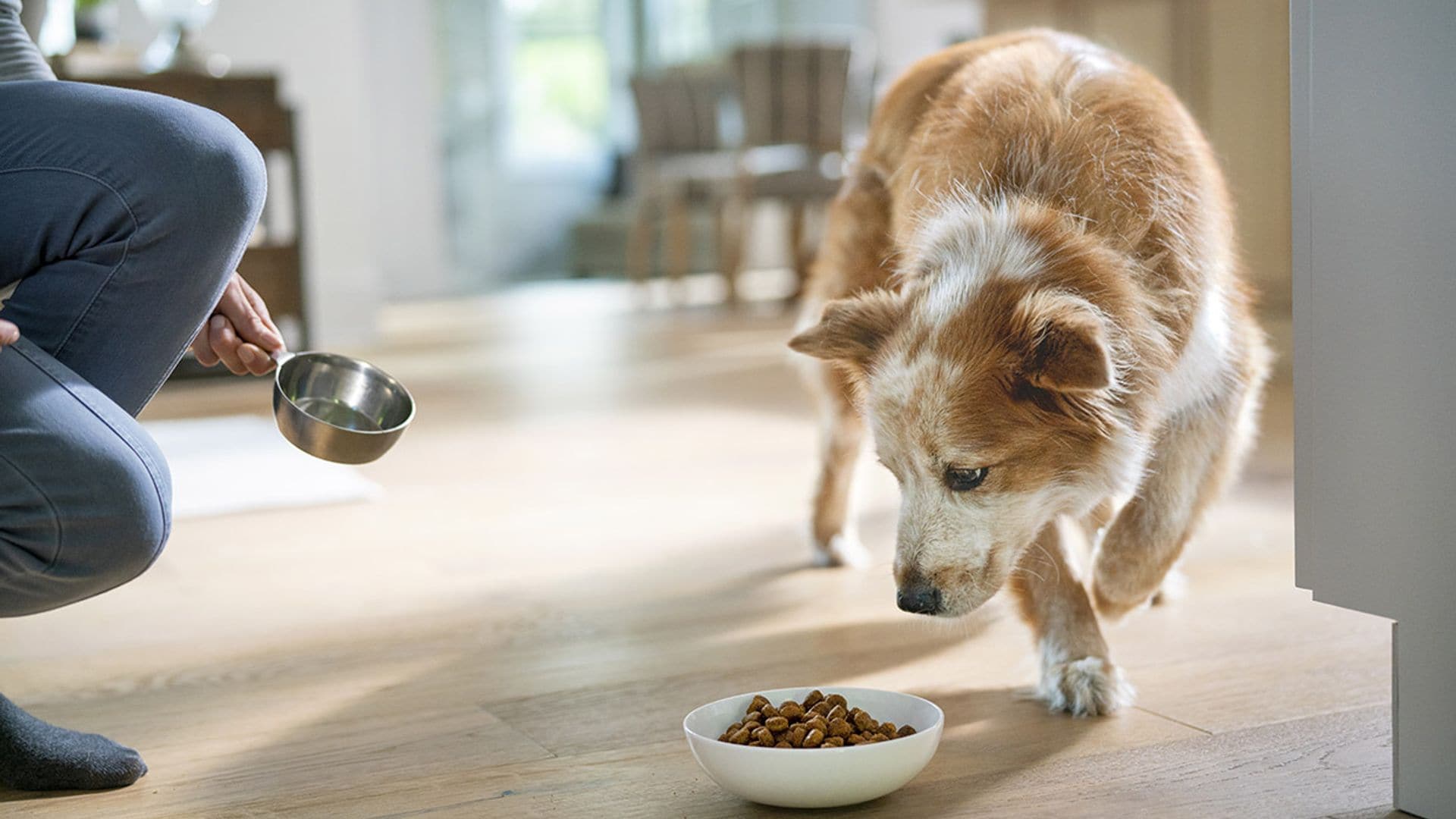 ¿Cómo saber cuál es la mejor comida para tu mascota?