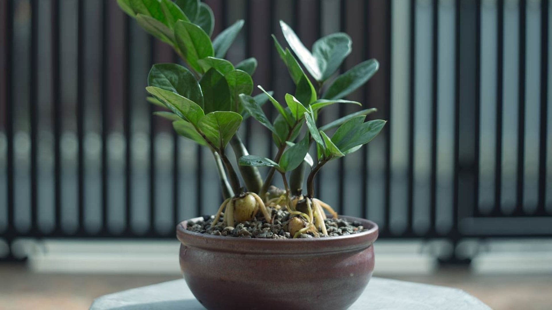 La zamioculca, una planta de interior todoterreno para decorar tu casa