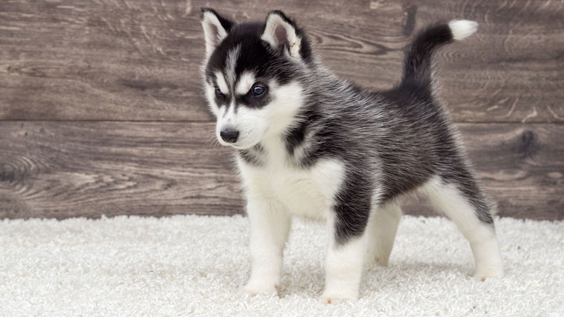 Husky siberiano, una raza de perro parecida al lobo, inteligente y fiel