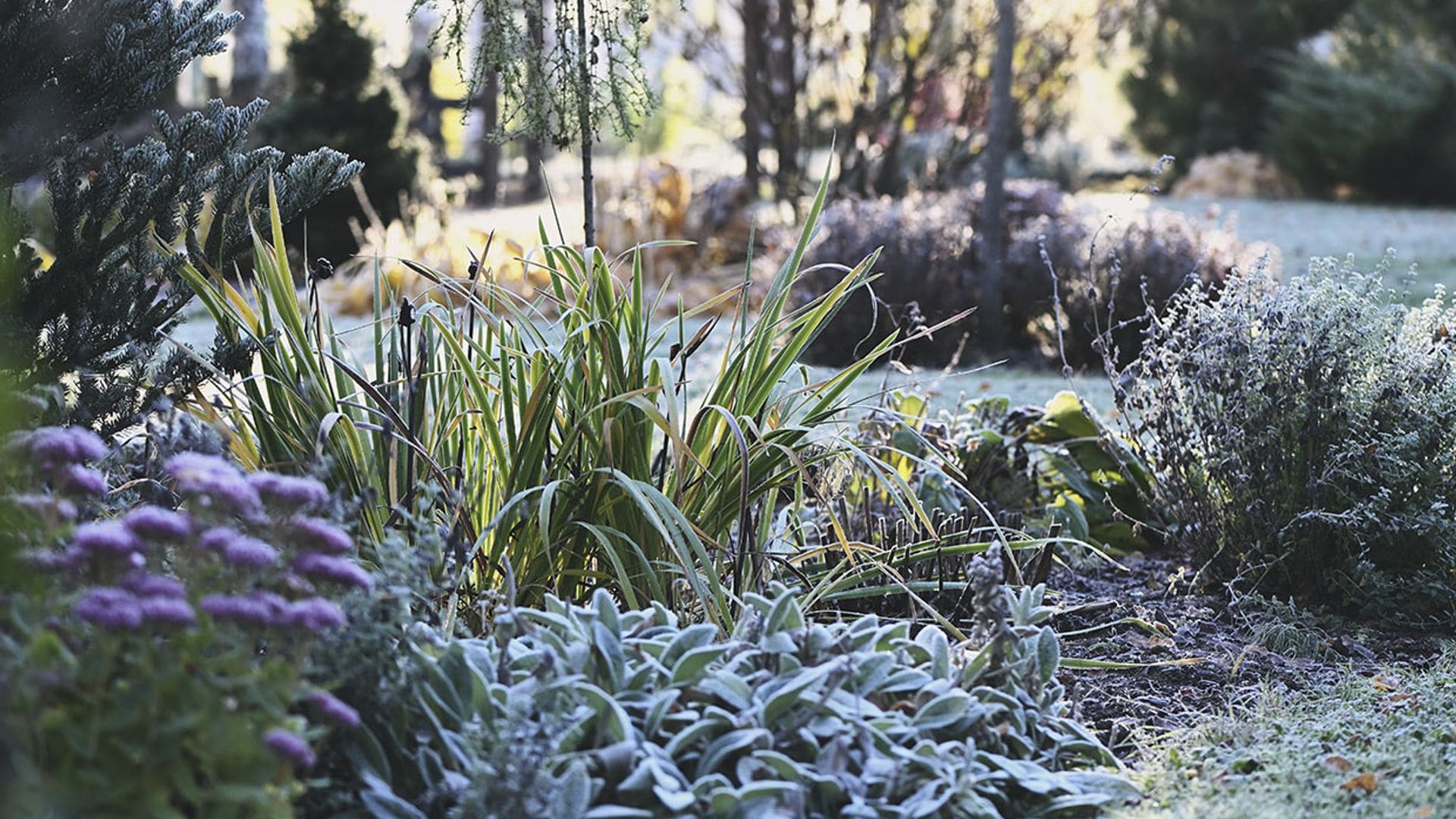 8 maneras de proteger tus plantas de las heladas y el frío