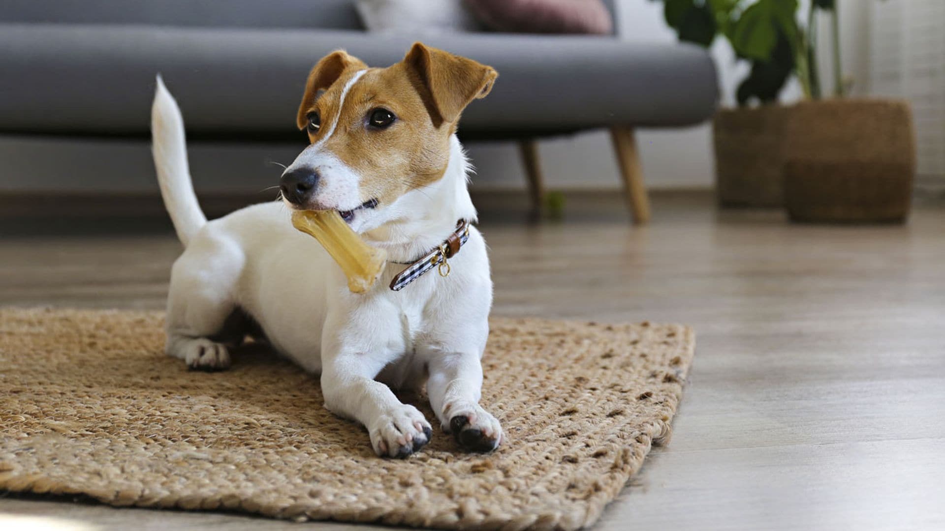 ¿Cómo puedo evitar que mi perro lo muerda todo?