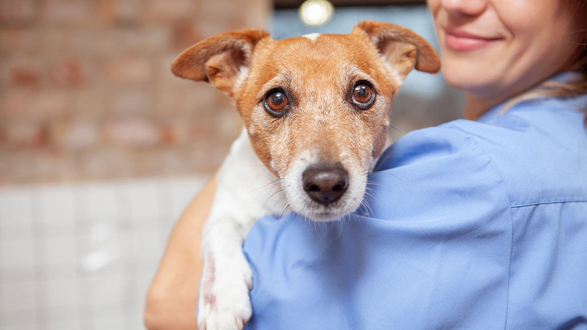 ¿Por qué el cáncer también afecta a las mascotas?