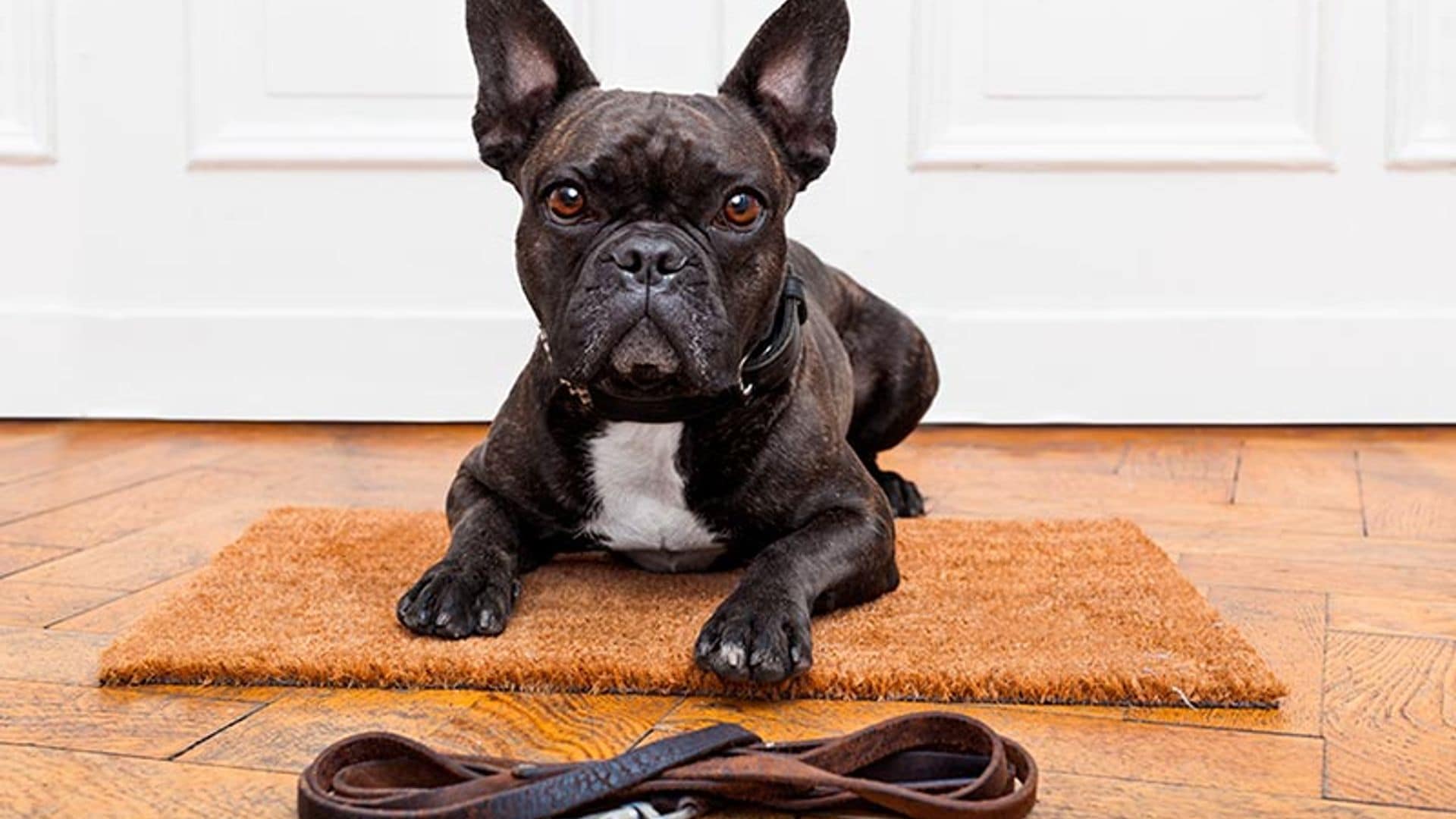 Técnicas de adiestramiento para corregir las malas conductas de tu perro (y sin castigos)