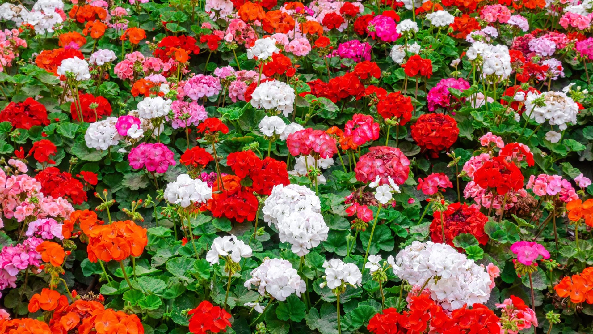 Cómo cuidar los geranios en invierno para que se llenen de flores en primavera