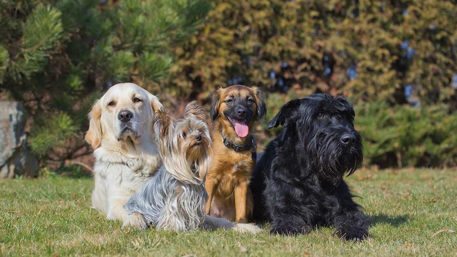 Las razas de perro más populares dependiendo de cada país