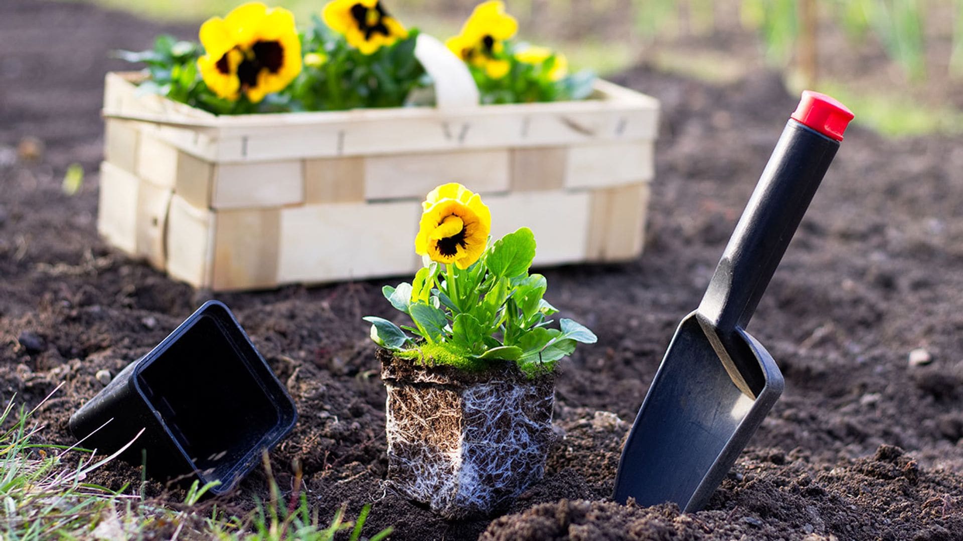 Aprende a elegir un sustrato de calidad para tus plantas (ellas te lo agradecerán)