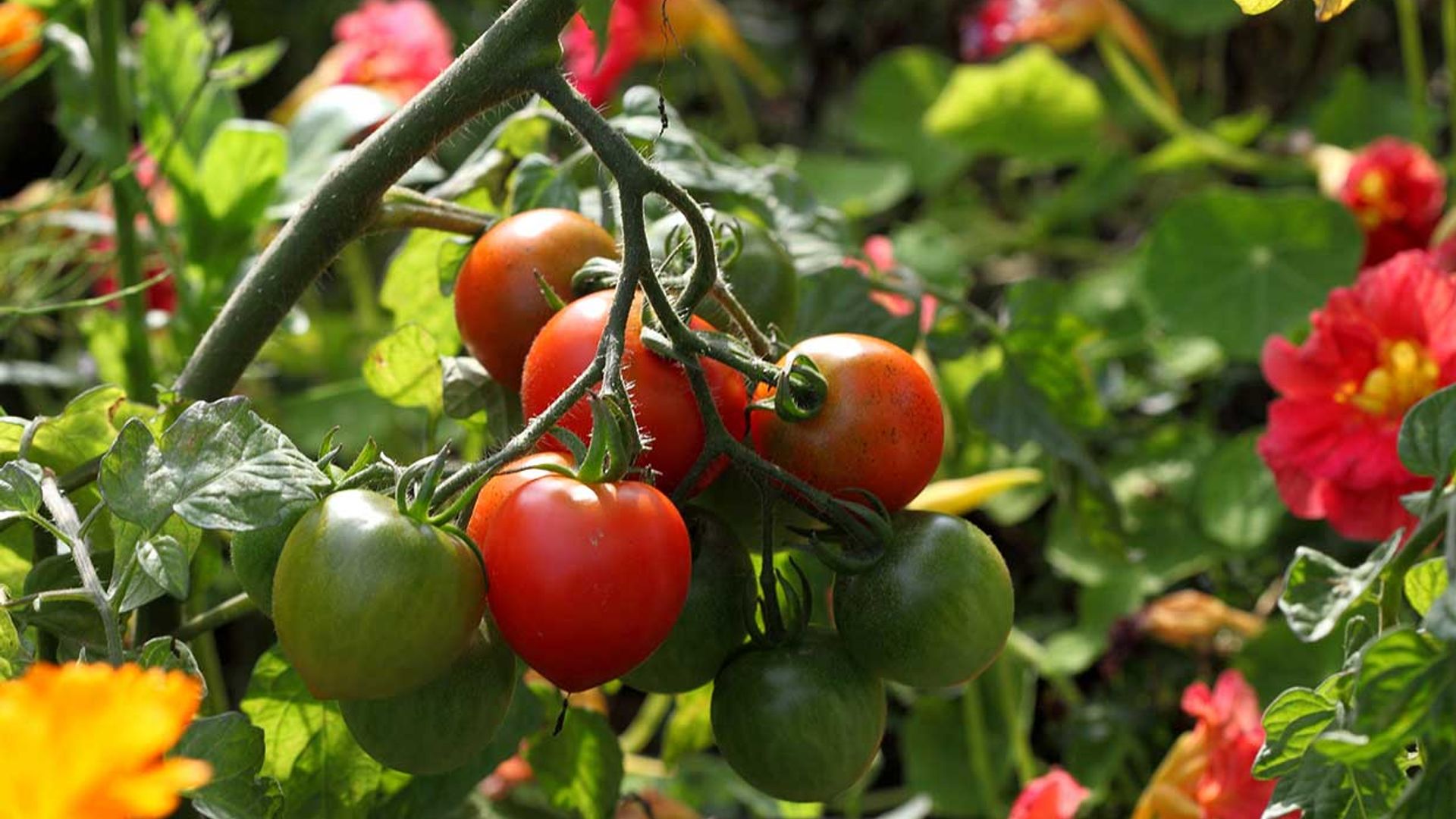 ¿Has plantado tomates? Estos son los principales problemas a los que te puedes enfrentar