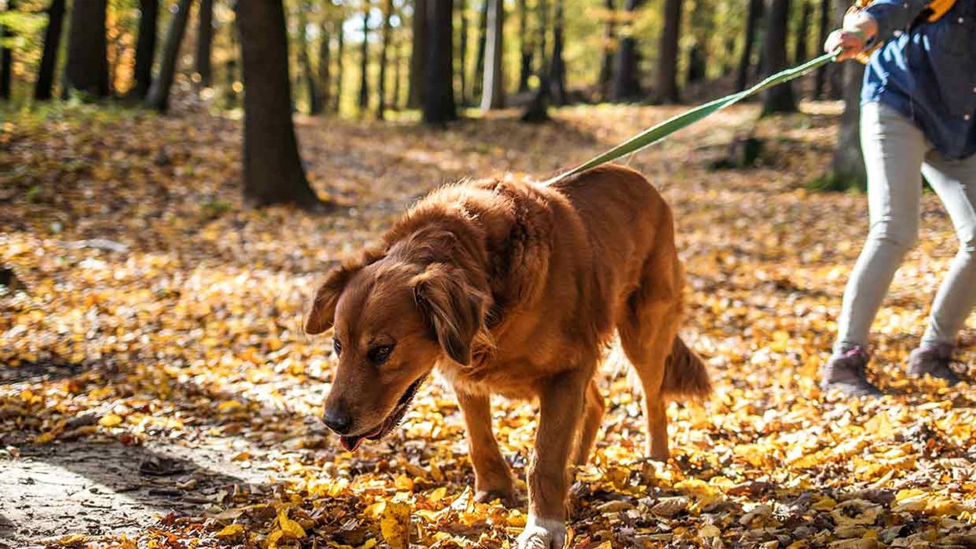 ¿Puedo educar a mi perro si tiene tendencia dominante?