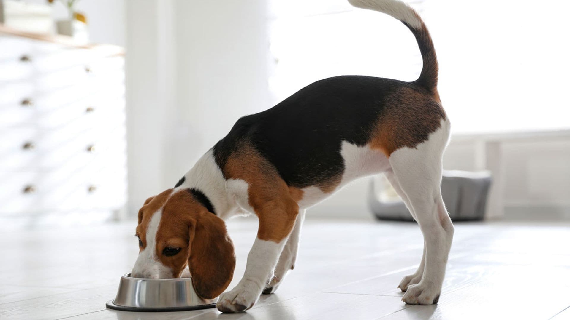 Todo lo que debes saber para elegir la nutrición más completa y equilibrada para tu mascota