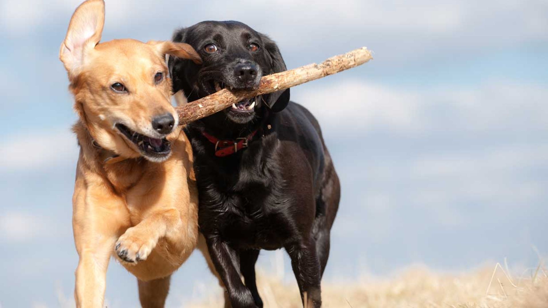 Los perros que ladran constantemente, ¿demuestran su carácter dominante?