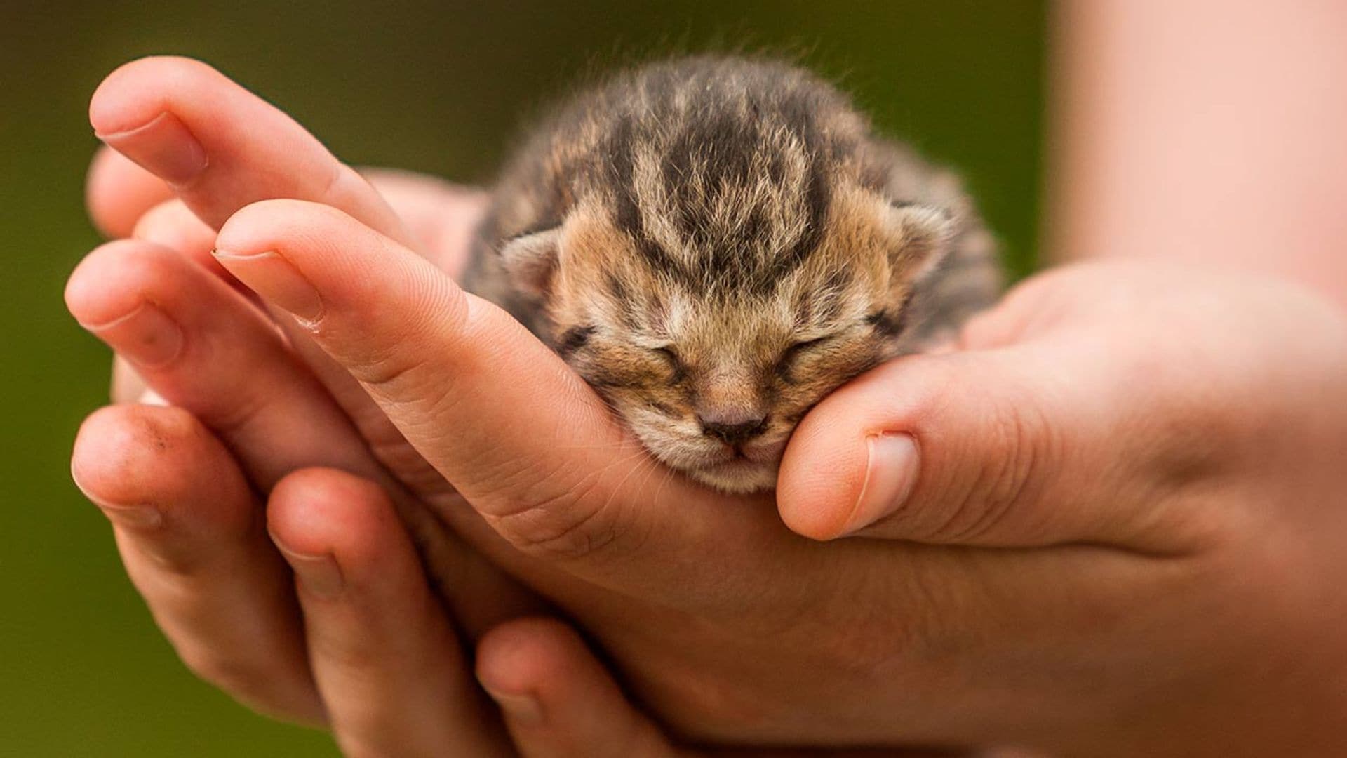 Cómo cuidar a un gato recién nacido sin su madre