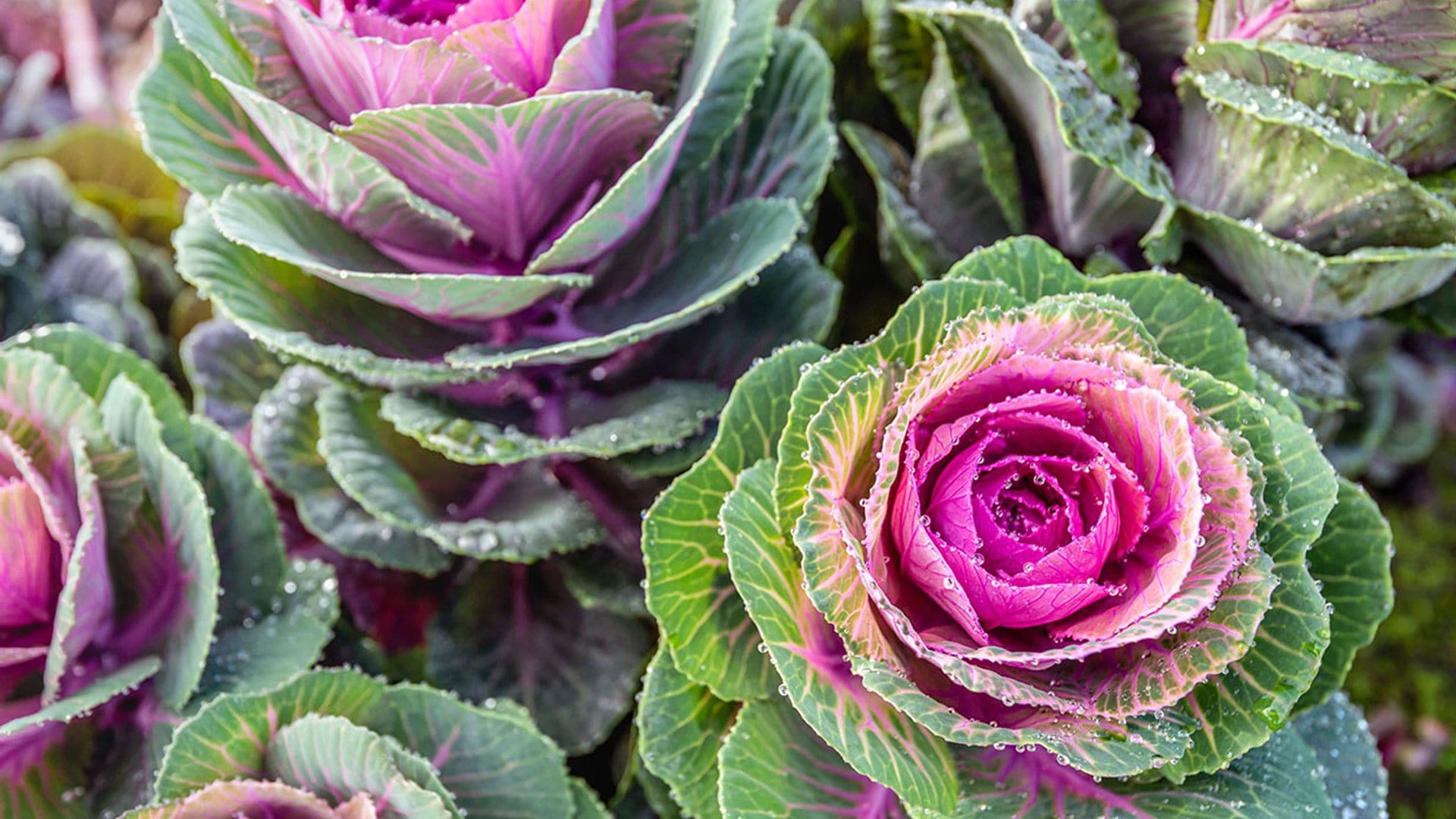 Col ornamental, una belleza de invierno para tu jardín