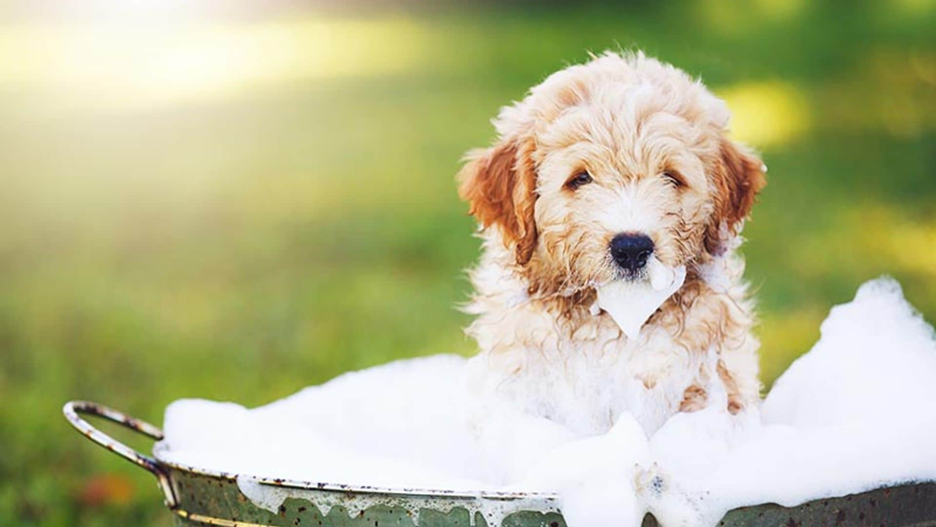 Todo lo que necesitas saber para bañar a tu perro en casa