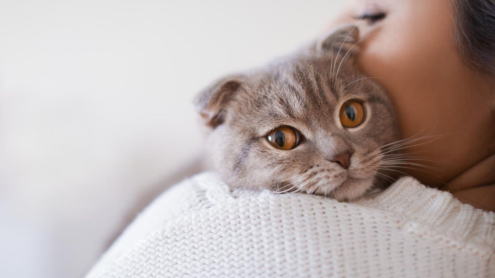 Aunque se haga el distraído, la ciencia sabe que tu gato conoce su nombre