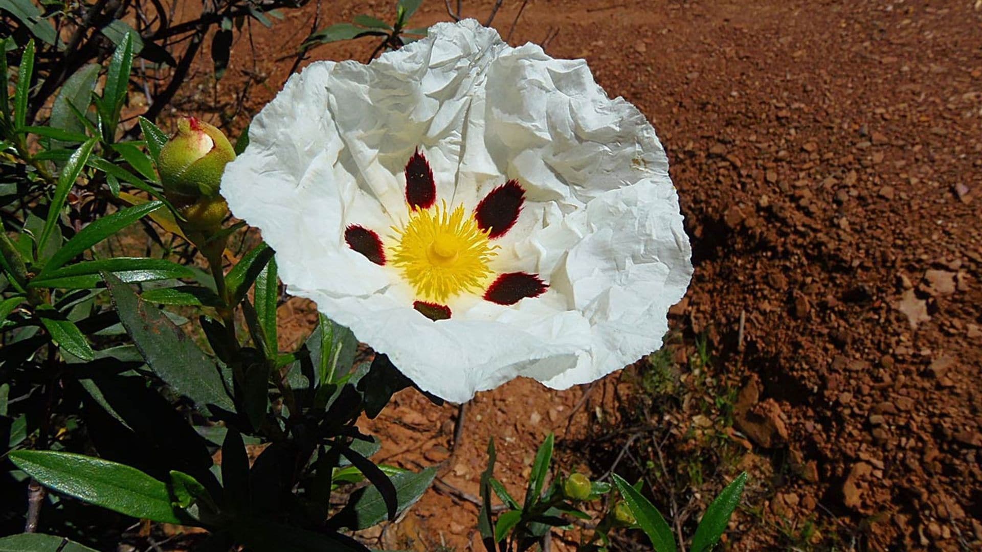 Estos son los cuidados que debes darle a la jara, un arbusto perfecto para el jardín